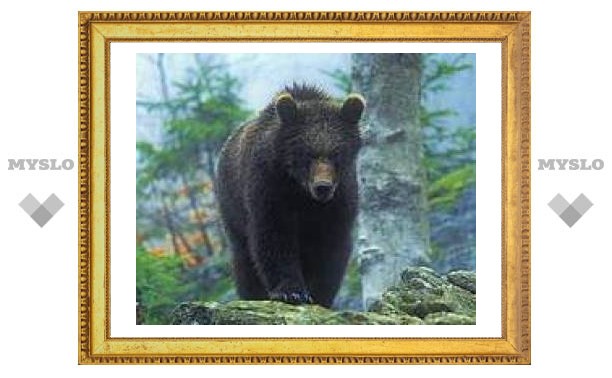 Тульский медведь задрал московскую семью