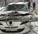 В Туле дерево рухнуло на автомобиль и перекрыло въезд в поселок Хомяково 