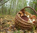 В Тульской области женщина ушла за грибами и пропала