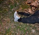 Личность погибшей женщины, найденной в лесу в Тульской области, до сих пор не установили. Фото 18+