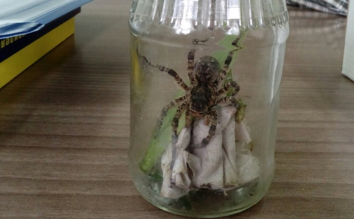 Туляк нашел тарантула в стиральном порошке