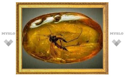 В янтаре найдена лягушка возрастом 25 миллионов лет