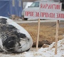 Россельхознадзор: Чуму в «Лазаревское» занесли местные жители-свиноводы