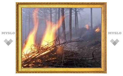 Под Тулой выгорел лес