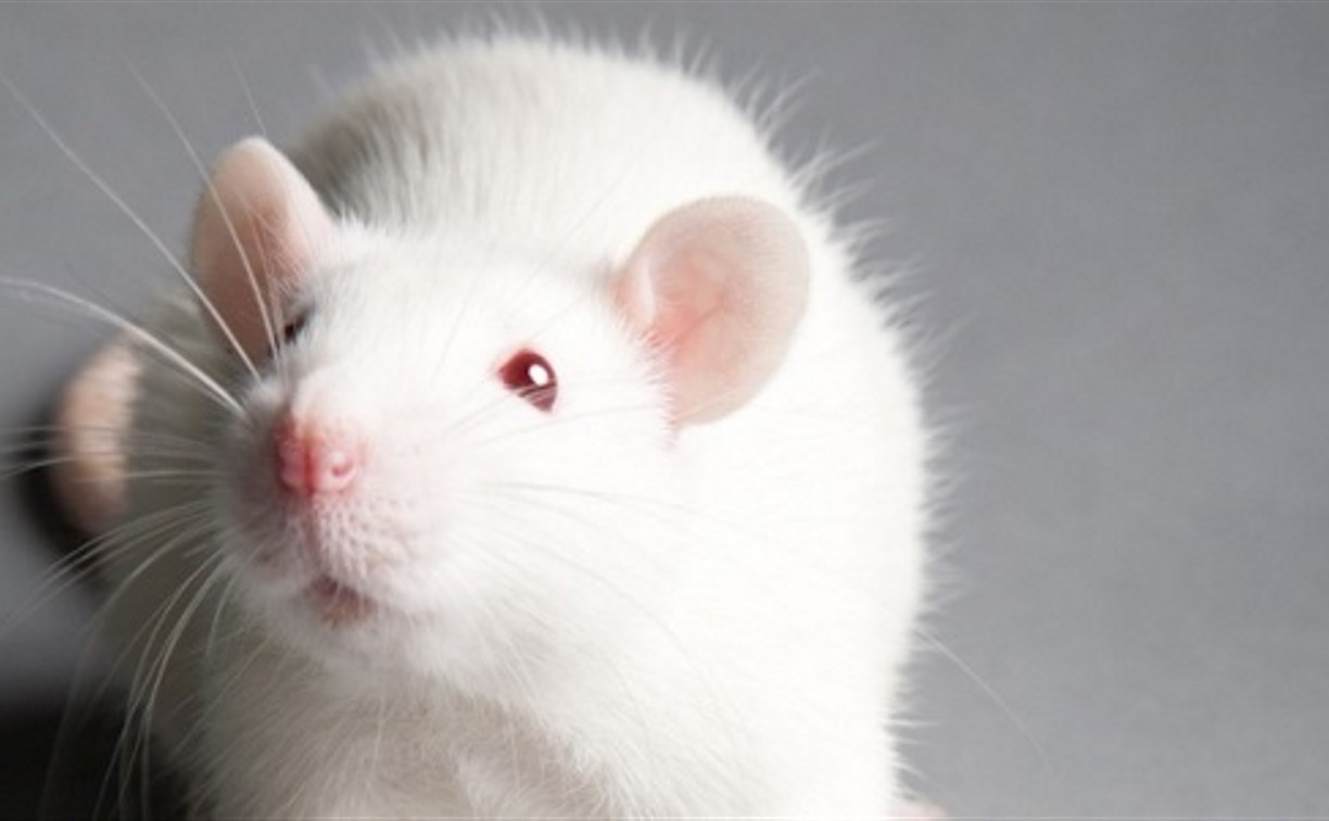 В Госдуму внесли законопроект о запрете тестирования косметики на животных