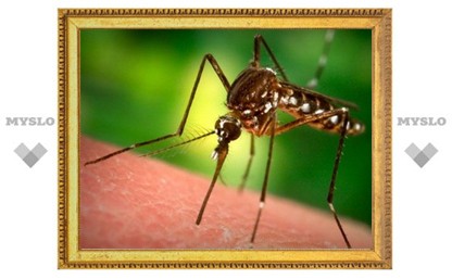 Тульские врачи предупреждают: остерегайтесь укусов подвальных комаров!