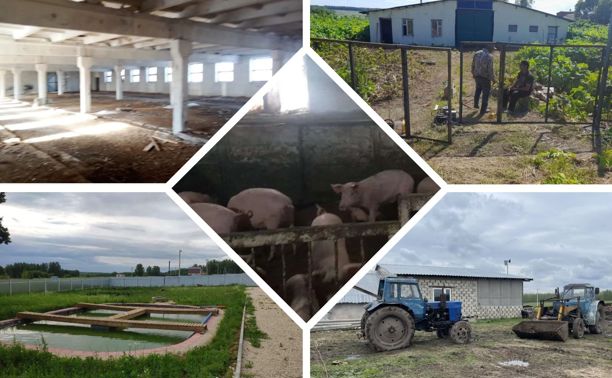 Тракторы, хрюшки и бассейны с осетрами: какие фермы продаются в Тульской области