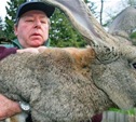 Тульской области велели разводить кроликов и индеек