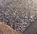 По факту массовой гибели рыбы в кимовском водохранилище прокуратура проведет проверку