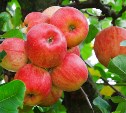 В Белевском районе шесть человек обворовывали яблоневые сады
