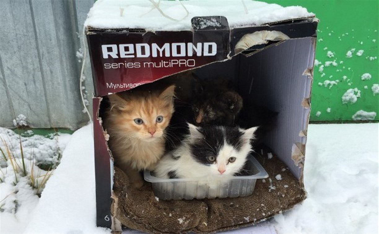 Жители поселка Заокский приняли коробку с котятами за бомбу