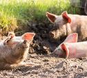 В Тульской области зафиксирована вспышка африканской чумы свиней