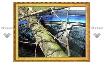 Житель Тулы отсудил у властей 130000 рублей за упавшее на машину дерево