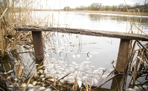 Экологическая катастрофа в Тульской области: реку отравили фермеры?