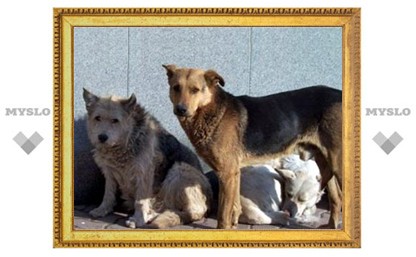 Тульских собак хотят сделать "киборгами"?
