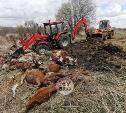 Что творится на месте массовой гибели скота в Тульской области: фоторепортаж Myslo
