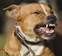 В России могут ввести ОСАГО для бойцовых собак