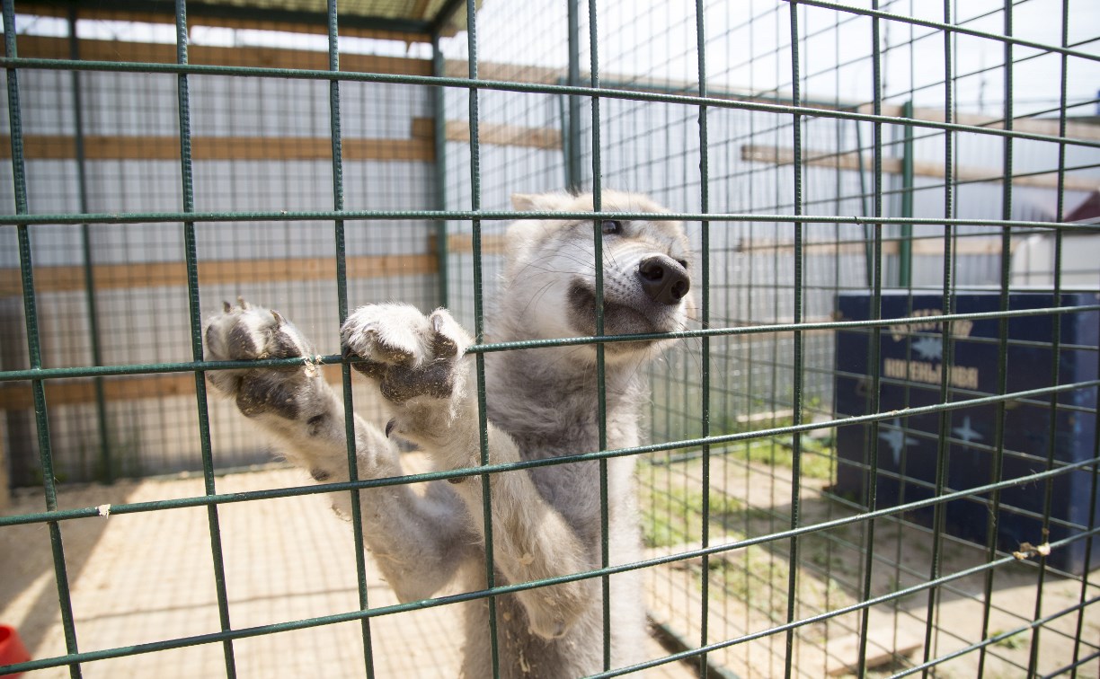 На набережной Упы в Туле открылся зоопарк