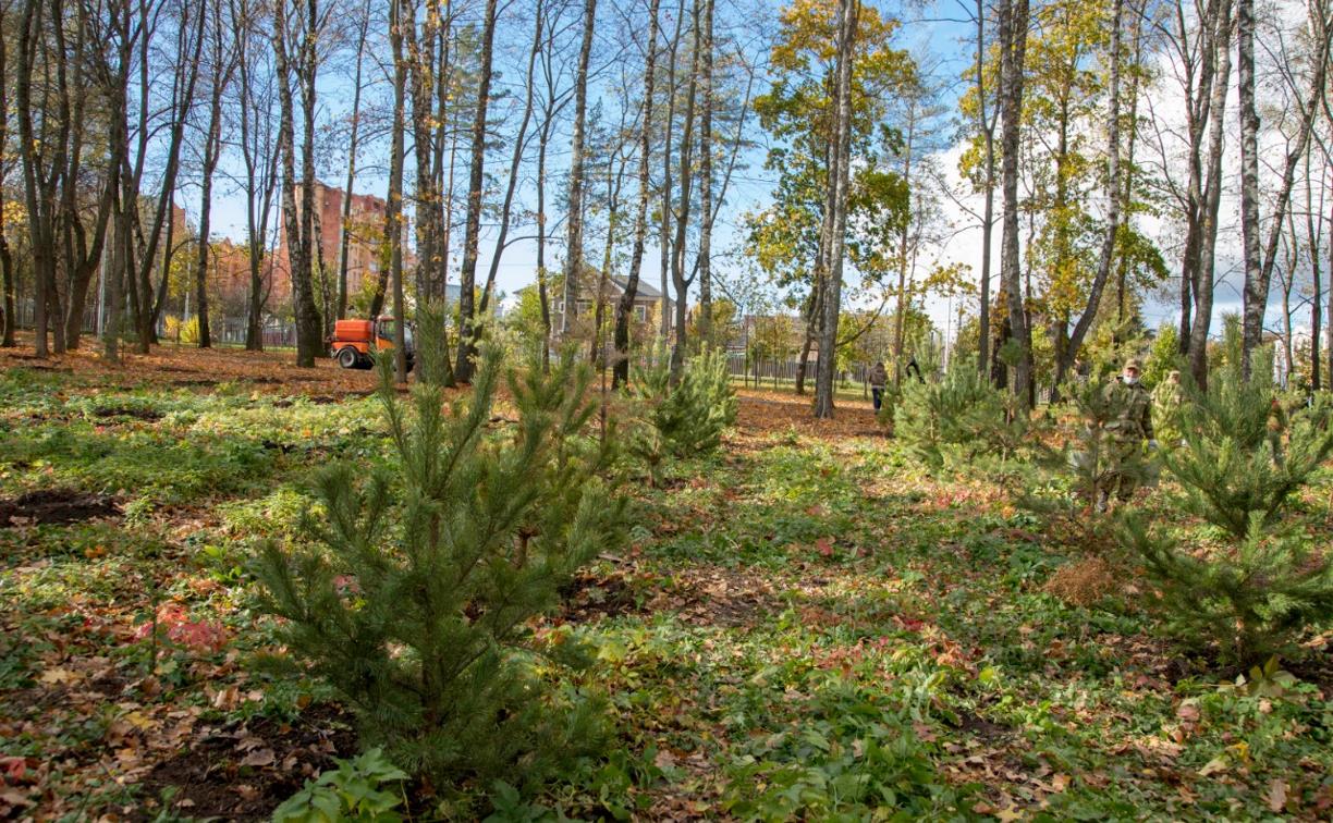 Осенью в тульских парках высадят около 3000 деревьев