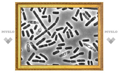 Обнаружены патогенные для человека бактерии