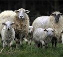 В Чернском районе двое похитителей овец предстанут перед судом