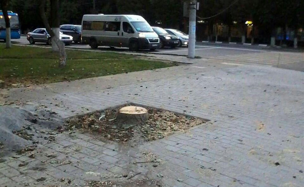 Повреждённые на проспекте Ленина деревья спилили