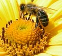 Российские пчеловоды просят максимально сократить ввоз иностранных сладостей