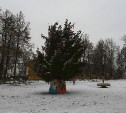 Жители поселка Бородинский жалуются на «позорную» ёлку