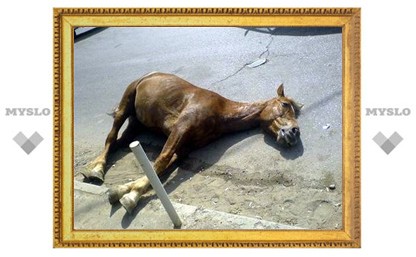 Под Тулой «Соболь» сбил беременную лошадь