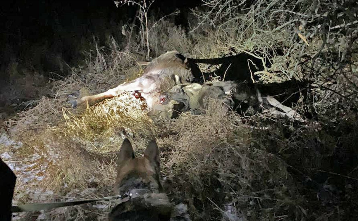 Скрываясь от погони, туляк-браконьер выкинул из машины убитых животных