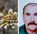 Пчелы насмерть закусали мужчину в Тульской области