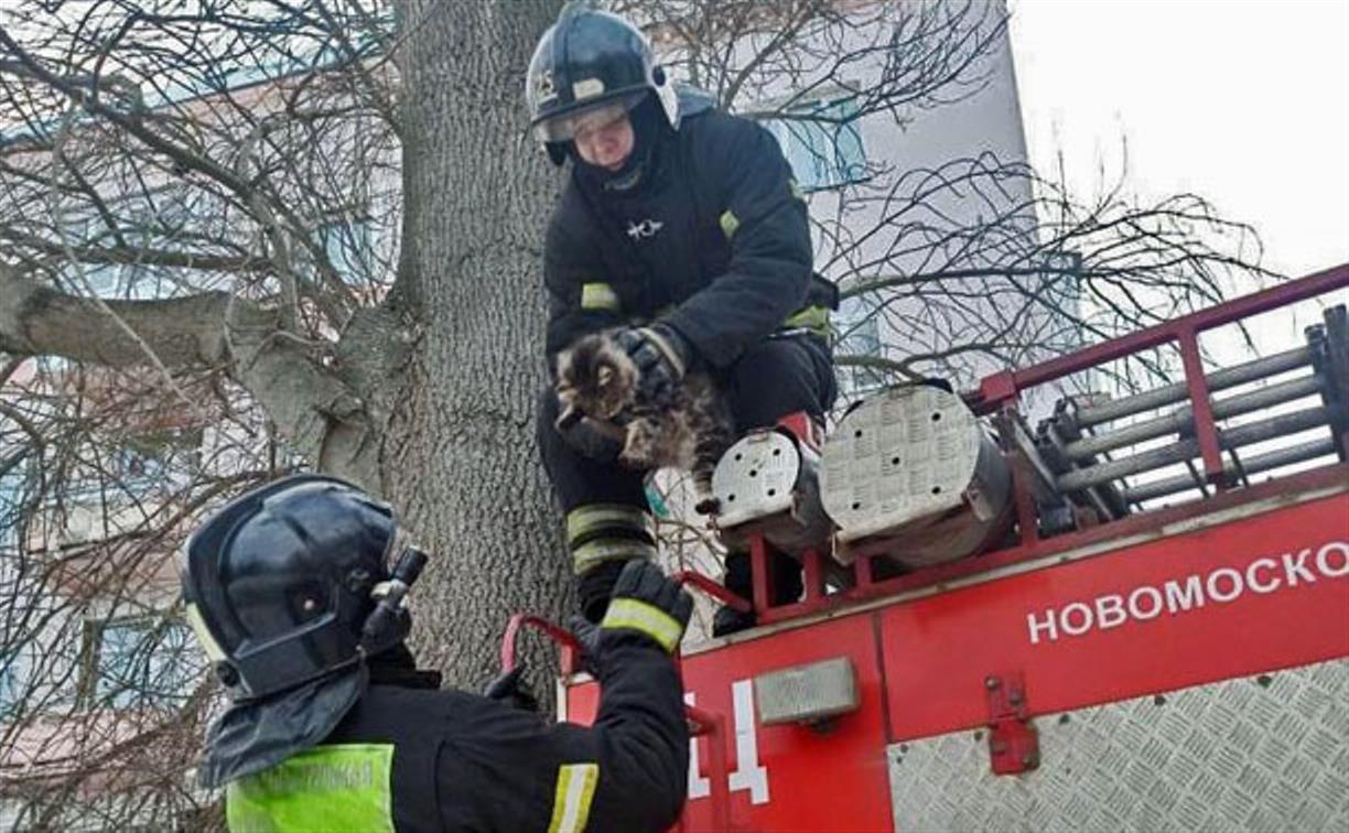 В марте новомосковские пожарные спасли с деревьев двух котов