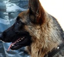 В Воловском районе полицейская собака нашла вора