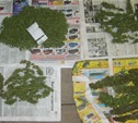 Тульские наркополицейские обнаружили плантацию марихуаны