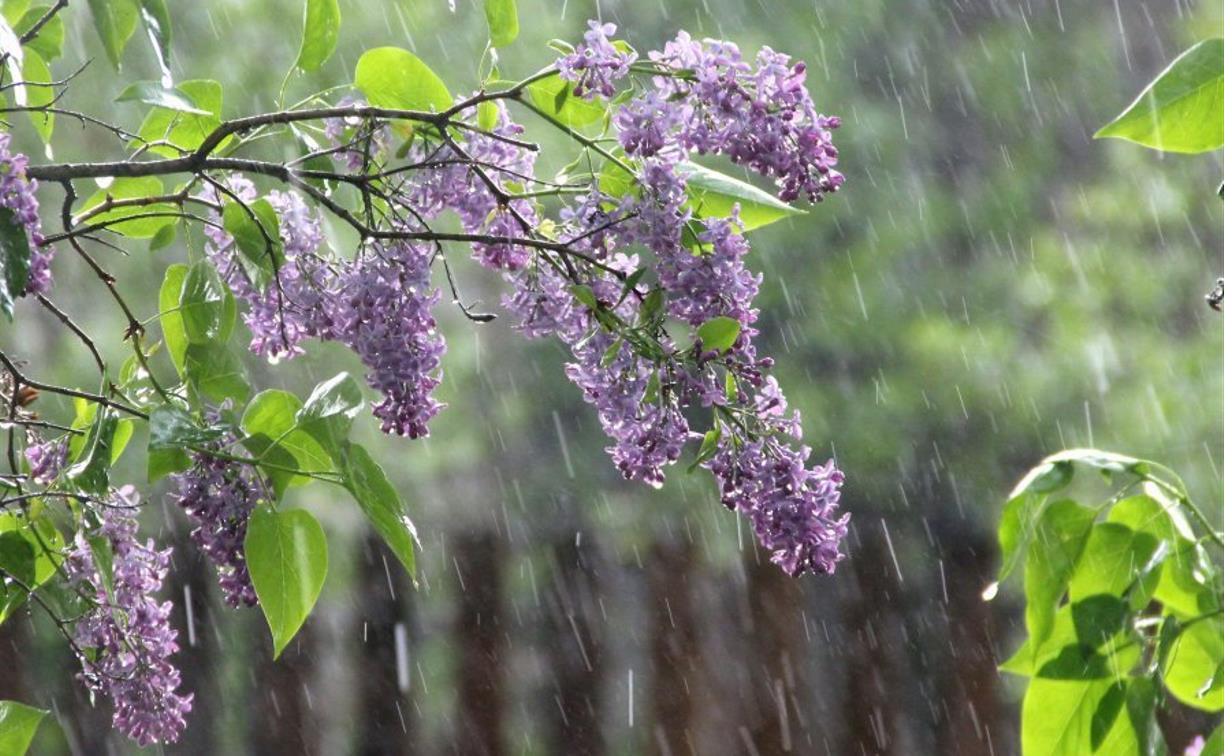Погода в Туле 22 мая: облачно, дождливо и прохладно