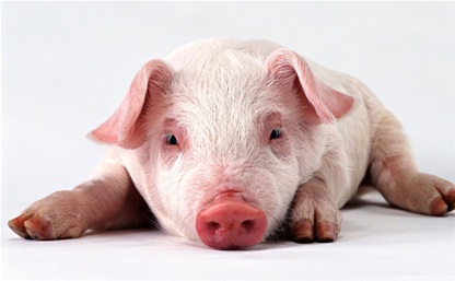 В регионе объявлен карантин из-за африканской чумы свиней 