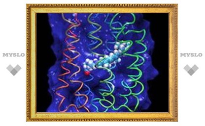 Создана компьютерная игра в молекулярную биологию