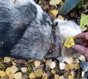 В Тульской области волонтеры сообщают об убийствах чипированных собак (фото 18+)