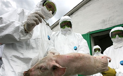 Для подавления очага африканской чумы свиней в область приехали специалисты со всей России
