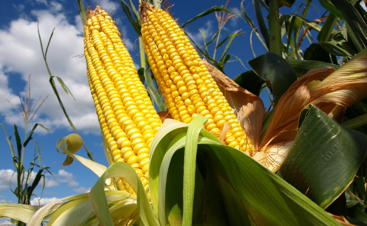 Житель Тёпло-Огарёвского района похитил 870 початков кукурузы