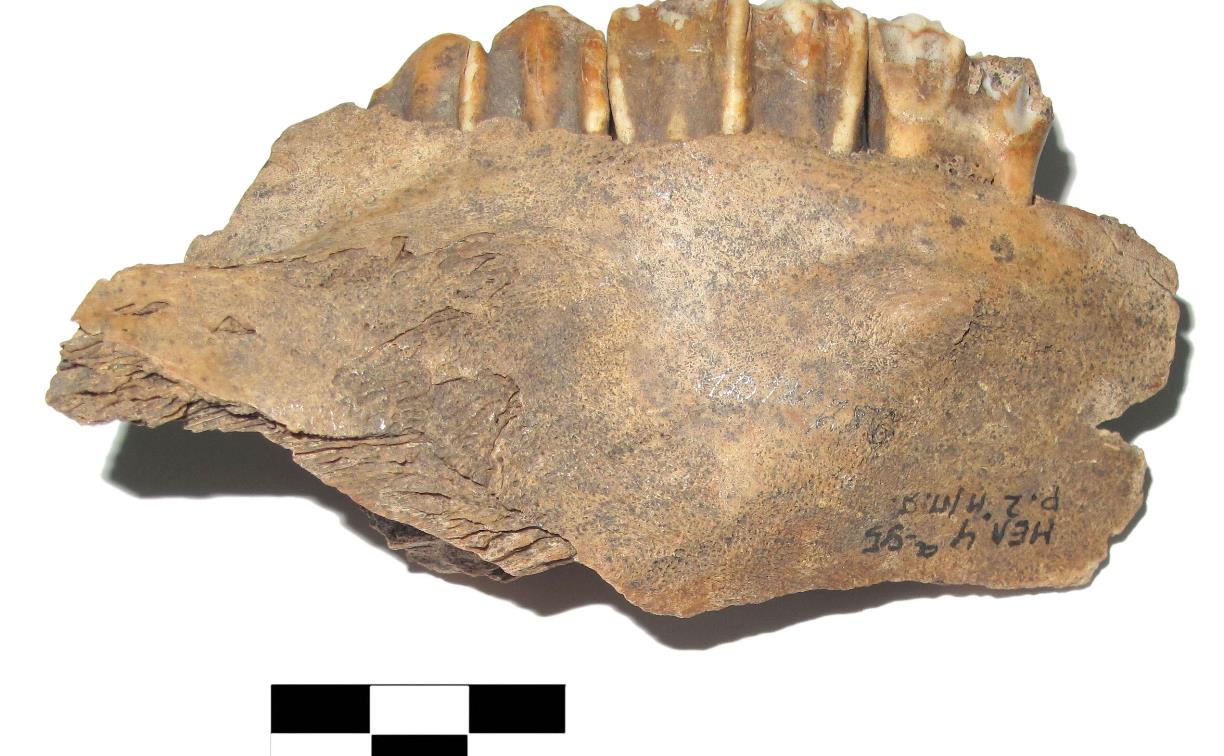 Генетики изучат кости и зубы телят, найденные тульскими археологами при раскопках