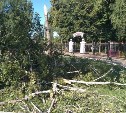 Сильный ветер повалил в Туле 25 деревьев