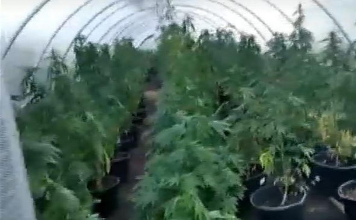 Растение в теплице конопли видео уроки выращивания марихуаны