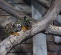 В Тульском экзотариуме у семьи беличьих обезьян саймири появился малыш