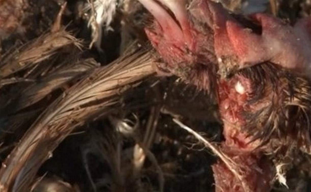 Куриный могильник под Тулой признан потенциально опасным