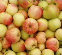 После Нового года яблоки в России будут стоить не меньше 60 рублей за кило