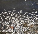 В тульской реке массово гибнет рыба