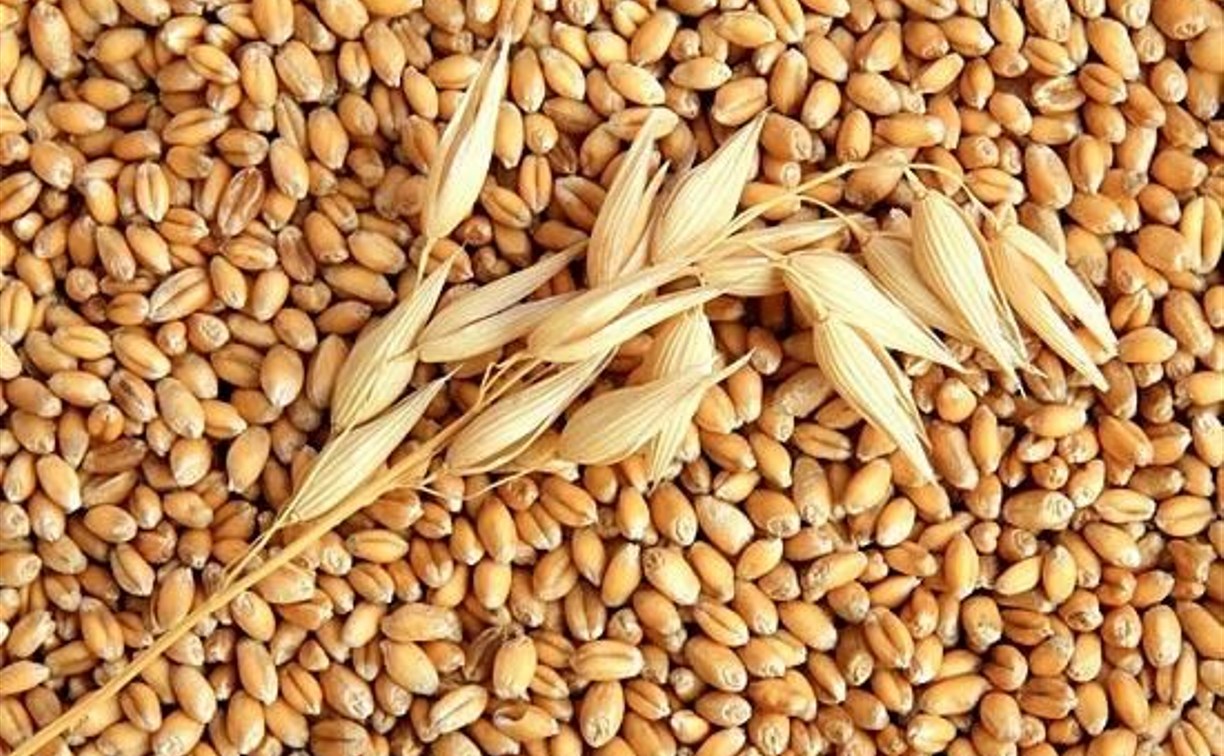 Директор тульского предприятия продал в Тамбов несуществующую пшеницу за 4 млн рублей