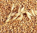 Директор тульского предприятия продал в Тамбов несуществующую пшеницу за 4 млн рублей