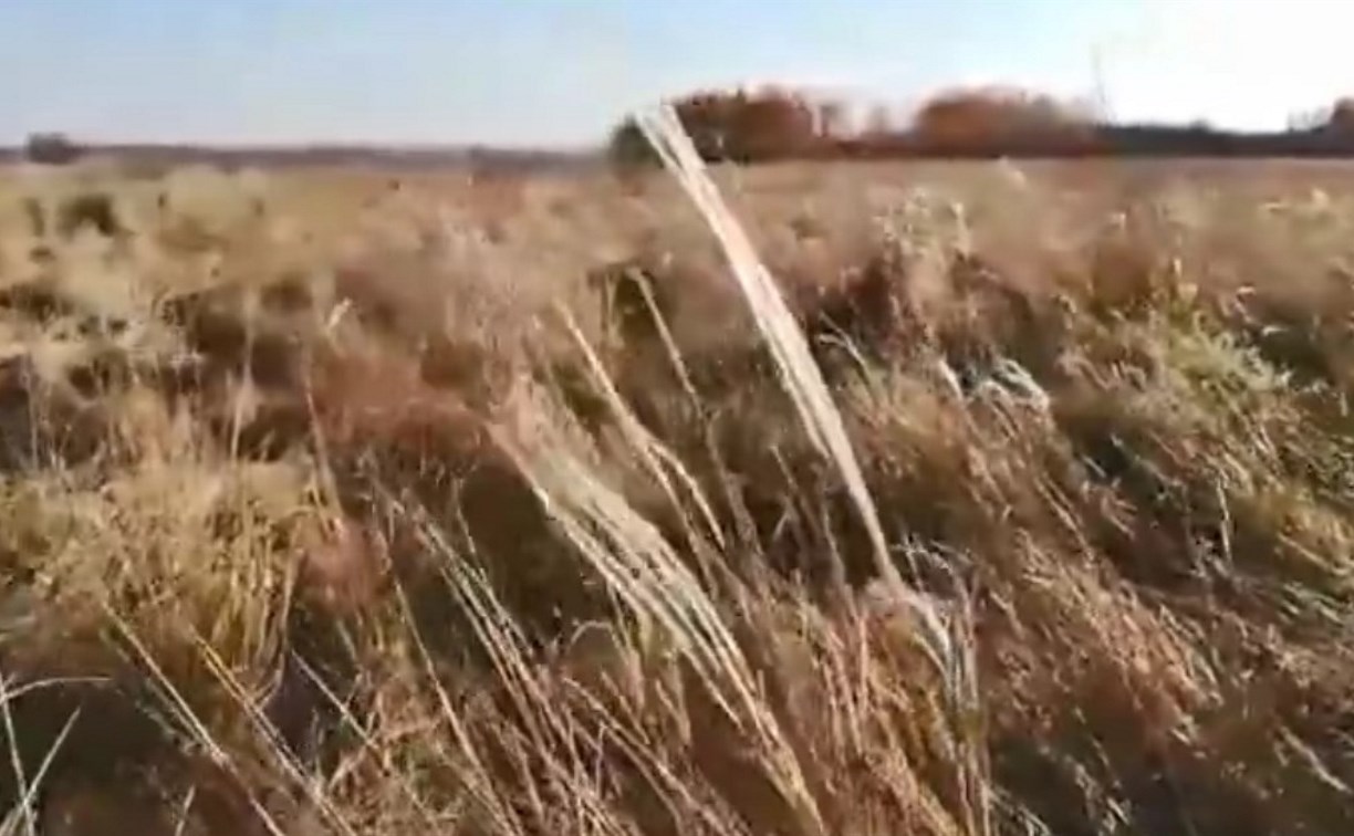 Из-за аномально теплой погоды на Куликовом поле второй раз зацвел ковыль: видео